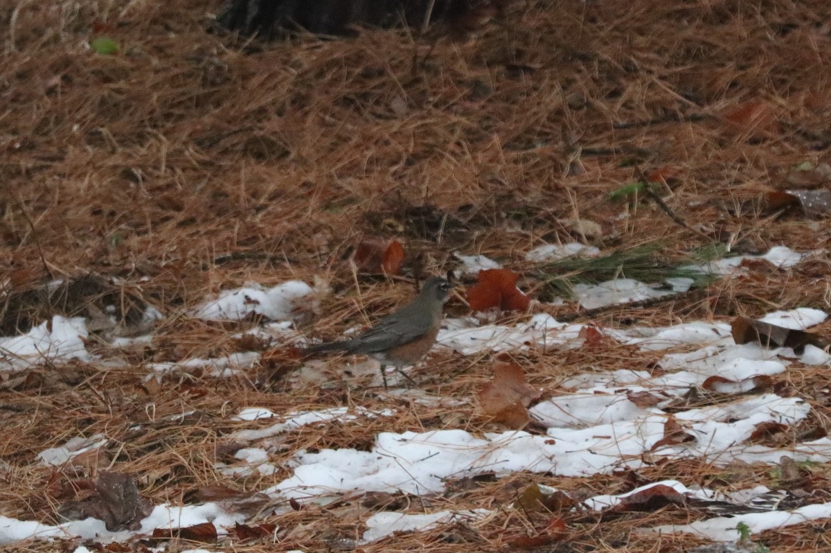 קיכלי נודד - ML646736320