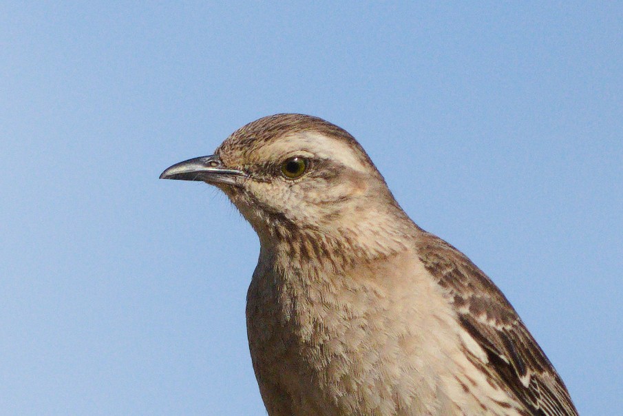 Chilean Mockingbird - ML646736321