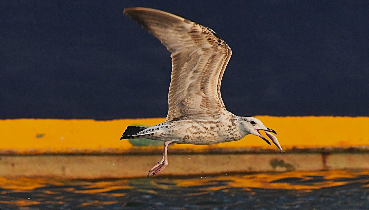 sildemåke - ML646736341