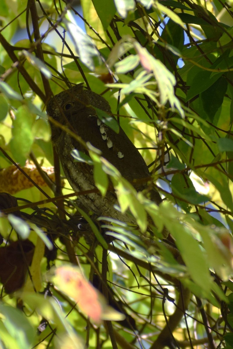 Oriental Scops-Owl - ML646736344