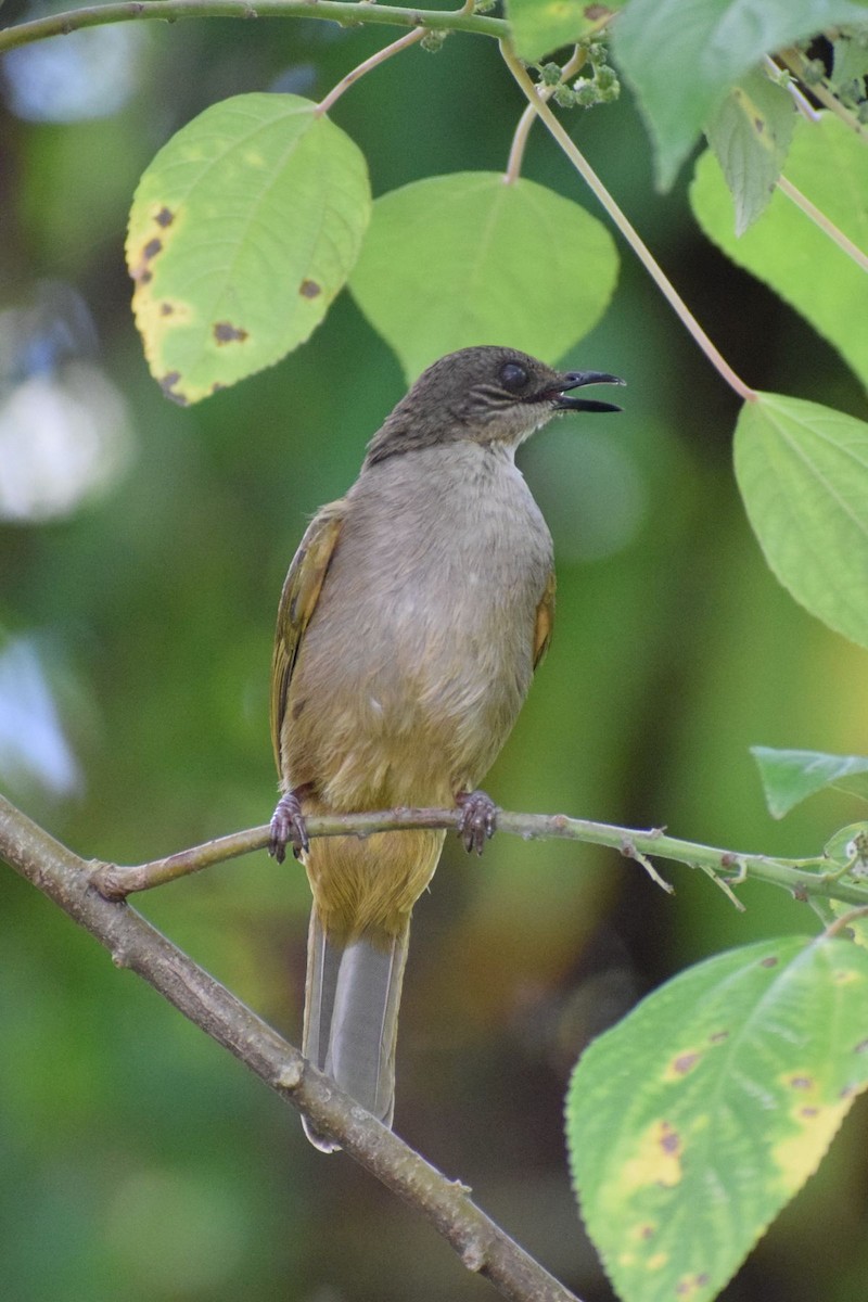 Olive-winged Bulbul - ML646736346