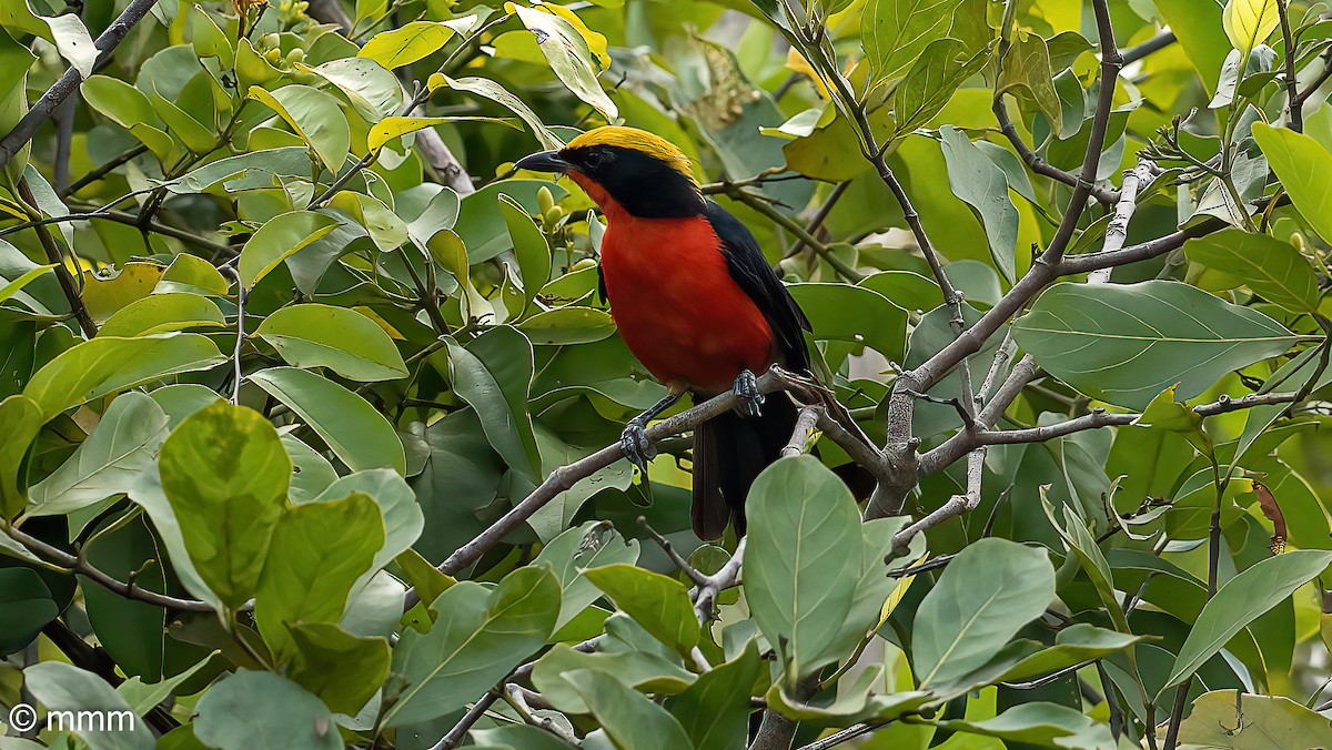 Yellow-crowned Gonolek - ML646736351