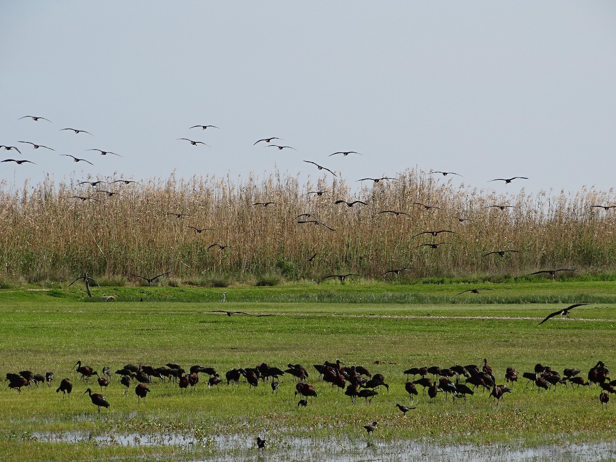 Ak Yüzlü Çeltikçi - ML646736352