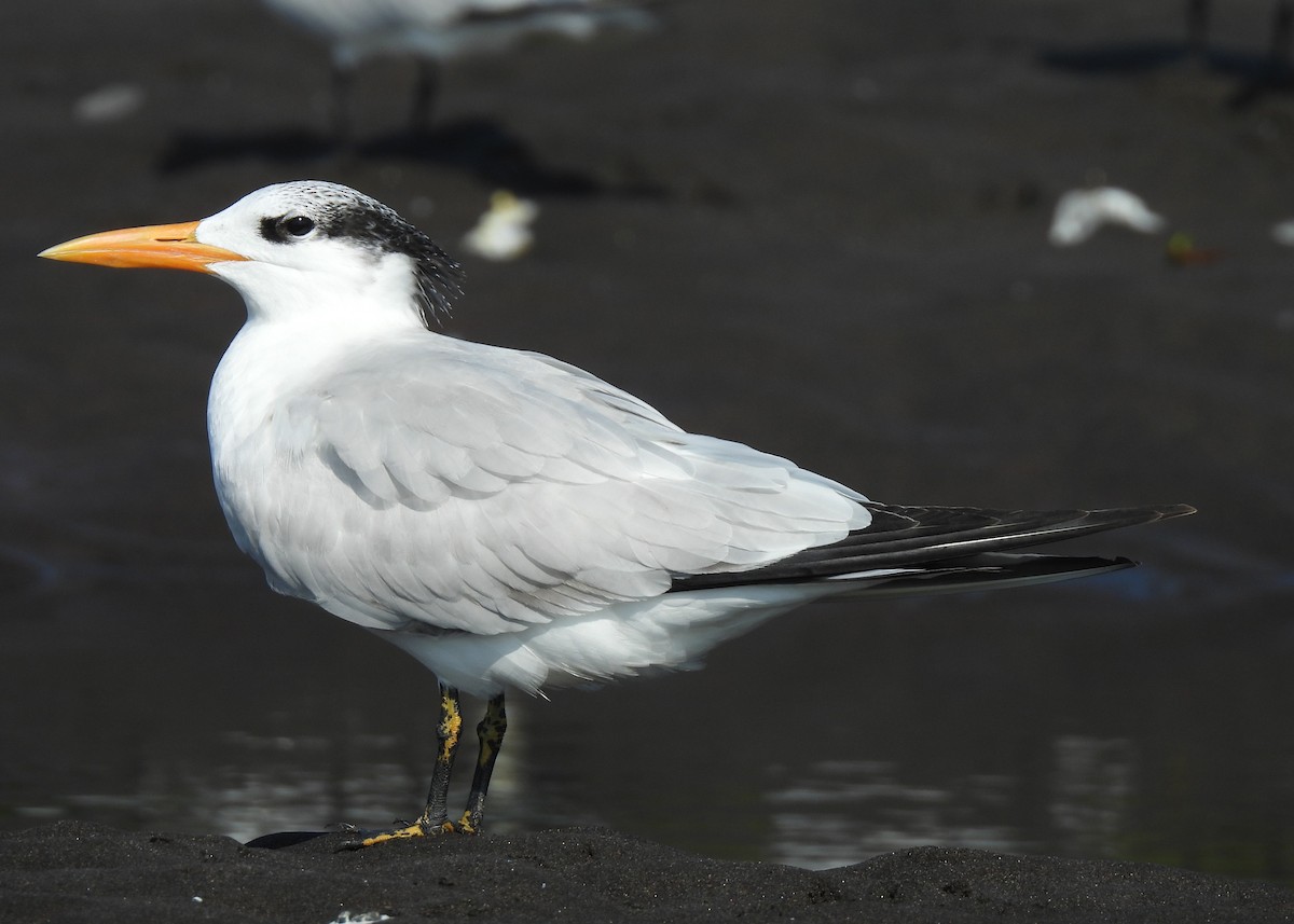 Royal Tern - ML646736362