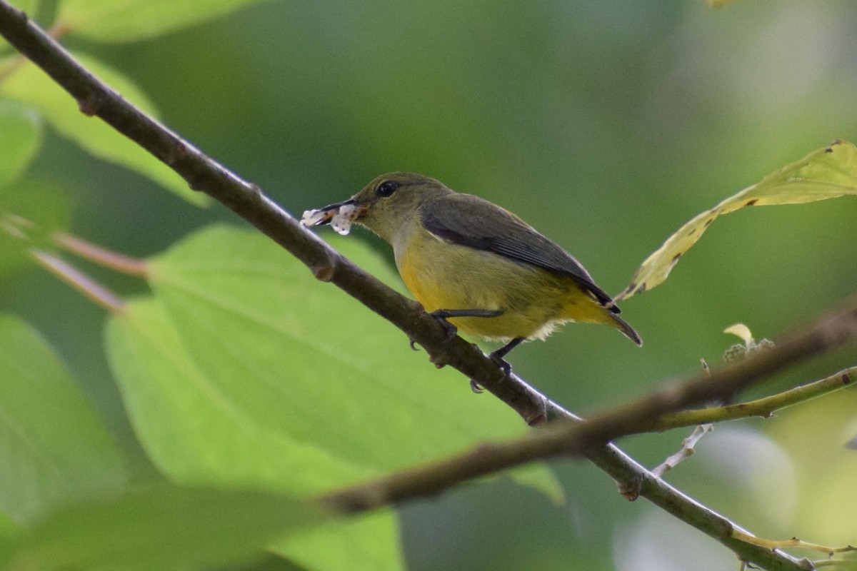 Orange-bellied Flowerpecker - ML646736363