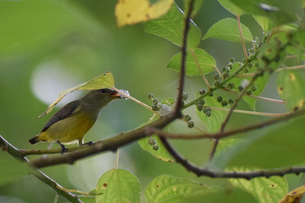 Orange-bellied Flowerpecker - ML646736364