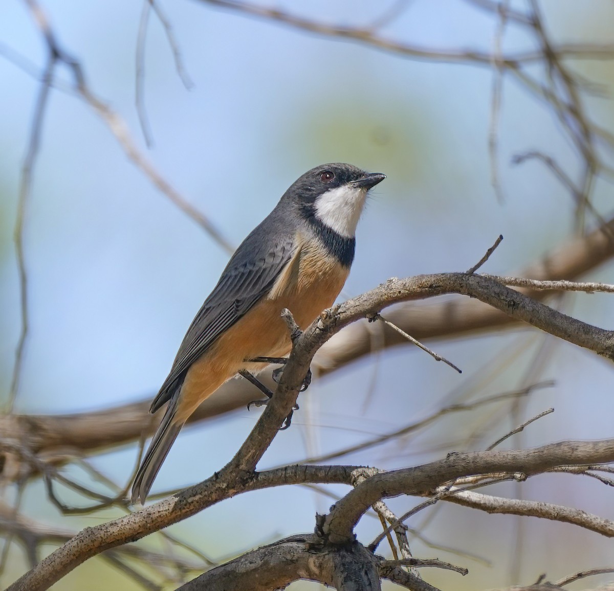 Rufous Whistler - ML646736366