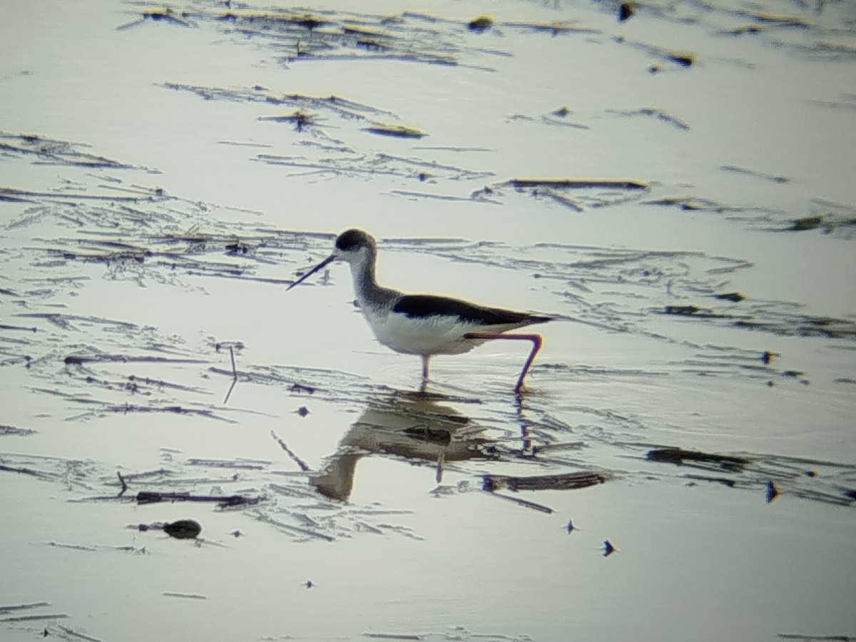 Zankaluze eurasiarra - ML646736371