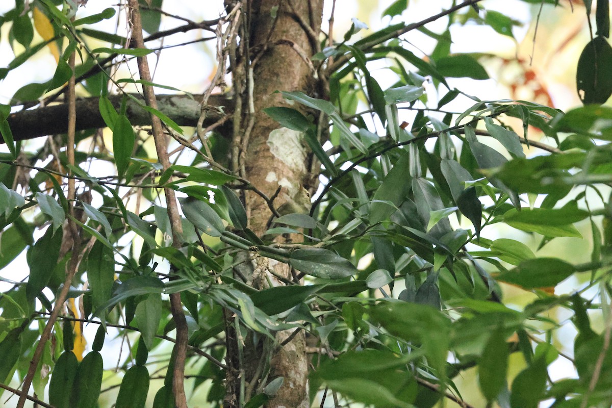 Вівчарик жовточеревий - ML646736384