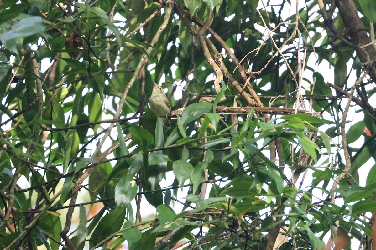 Вівчарик жовточеревий - ML646736386