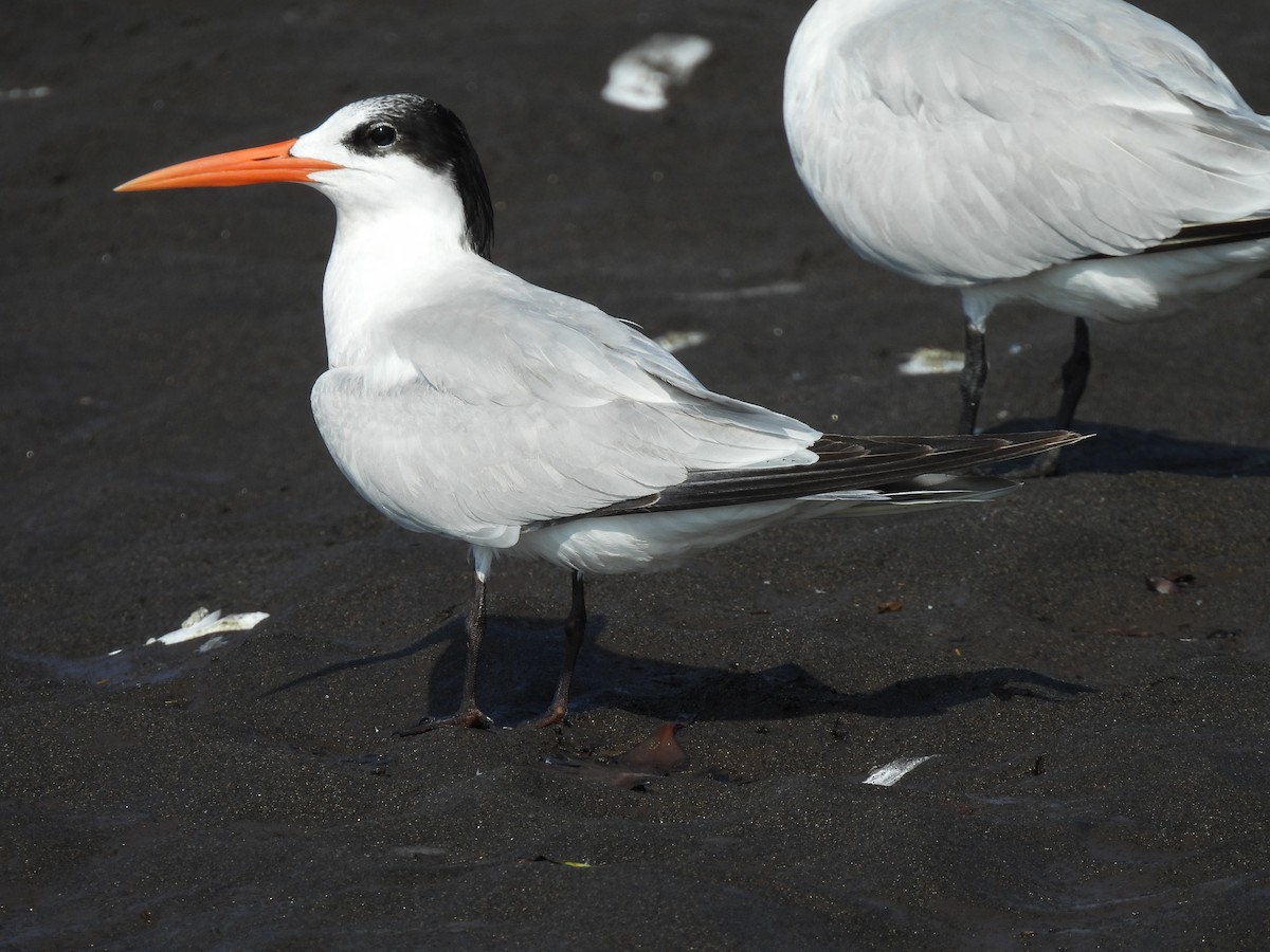 Elegant Tern - ML646736387