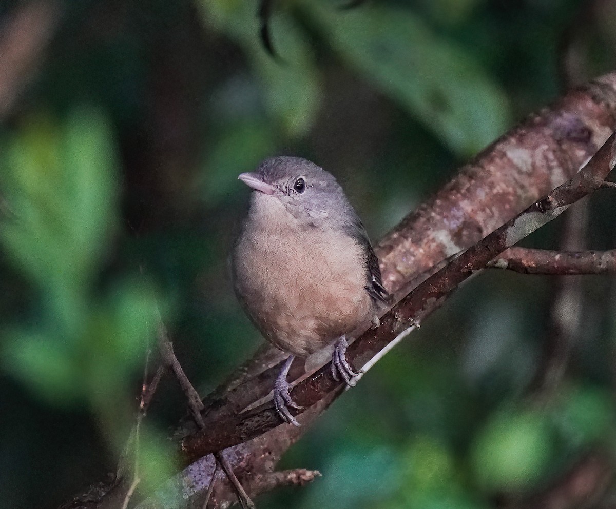 Little Shrikethrush (Rufous) - ML646736411