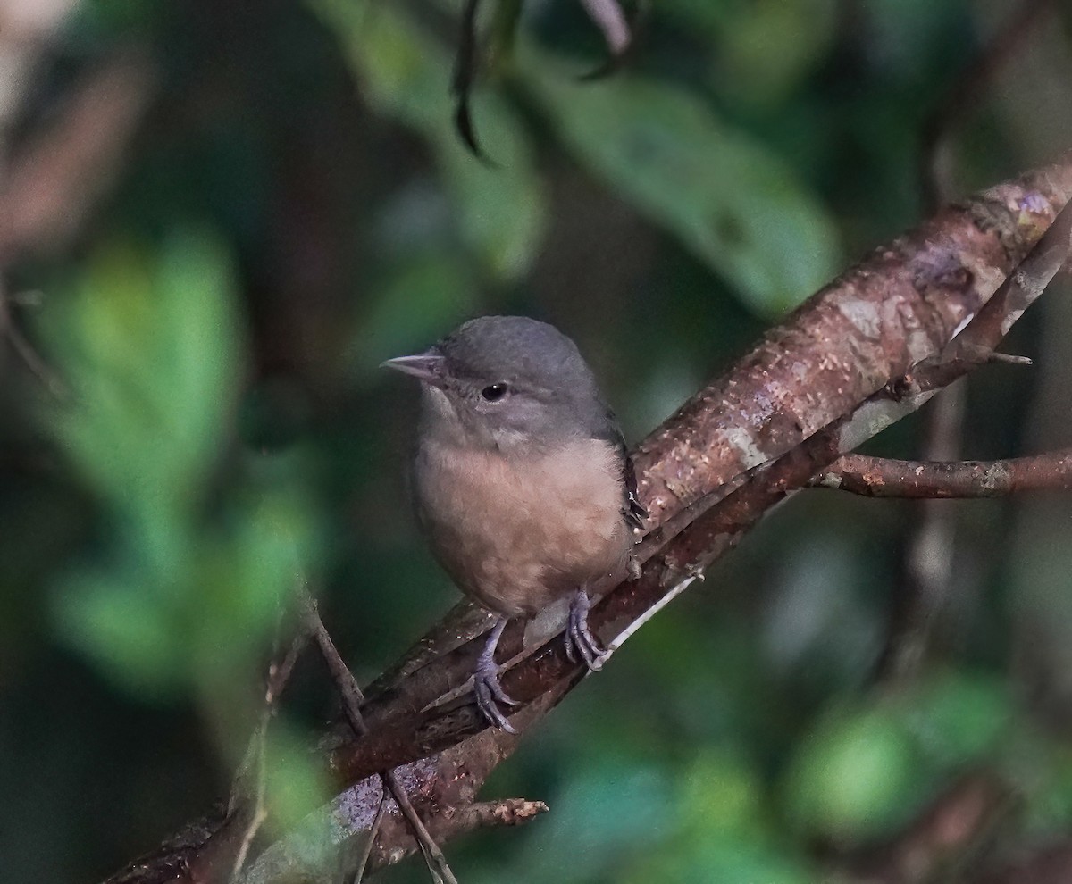 Little Shrikethrush (Rufous) - ML646736412