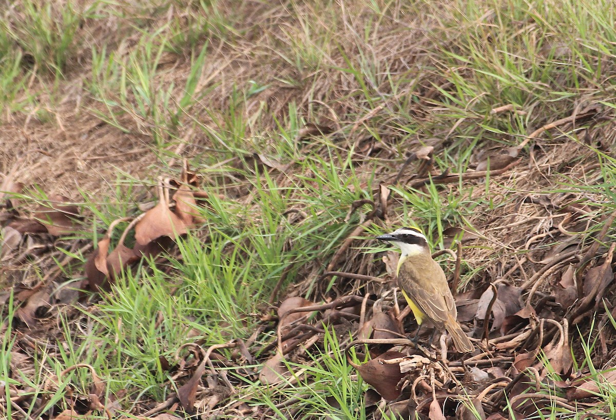 storkiskadi - ML646736414