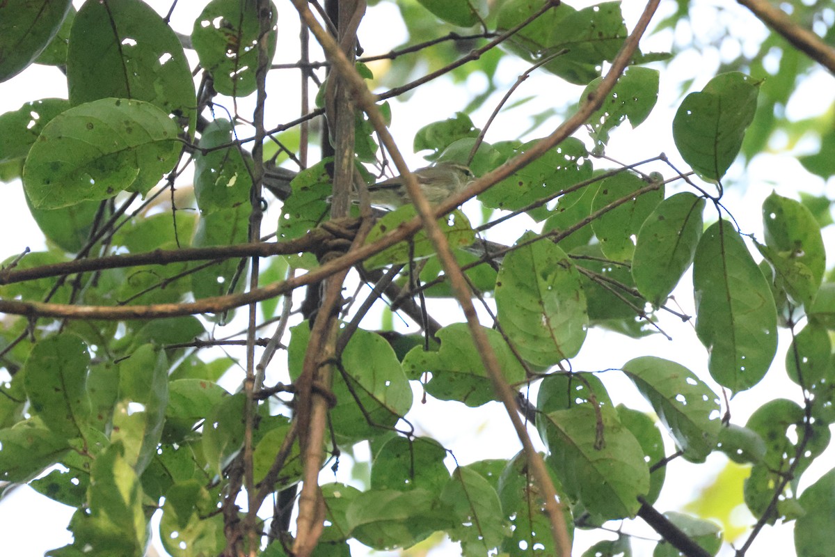 Вівчарик жовточеревий - ML646736418