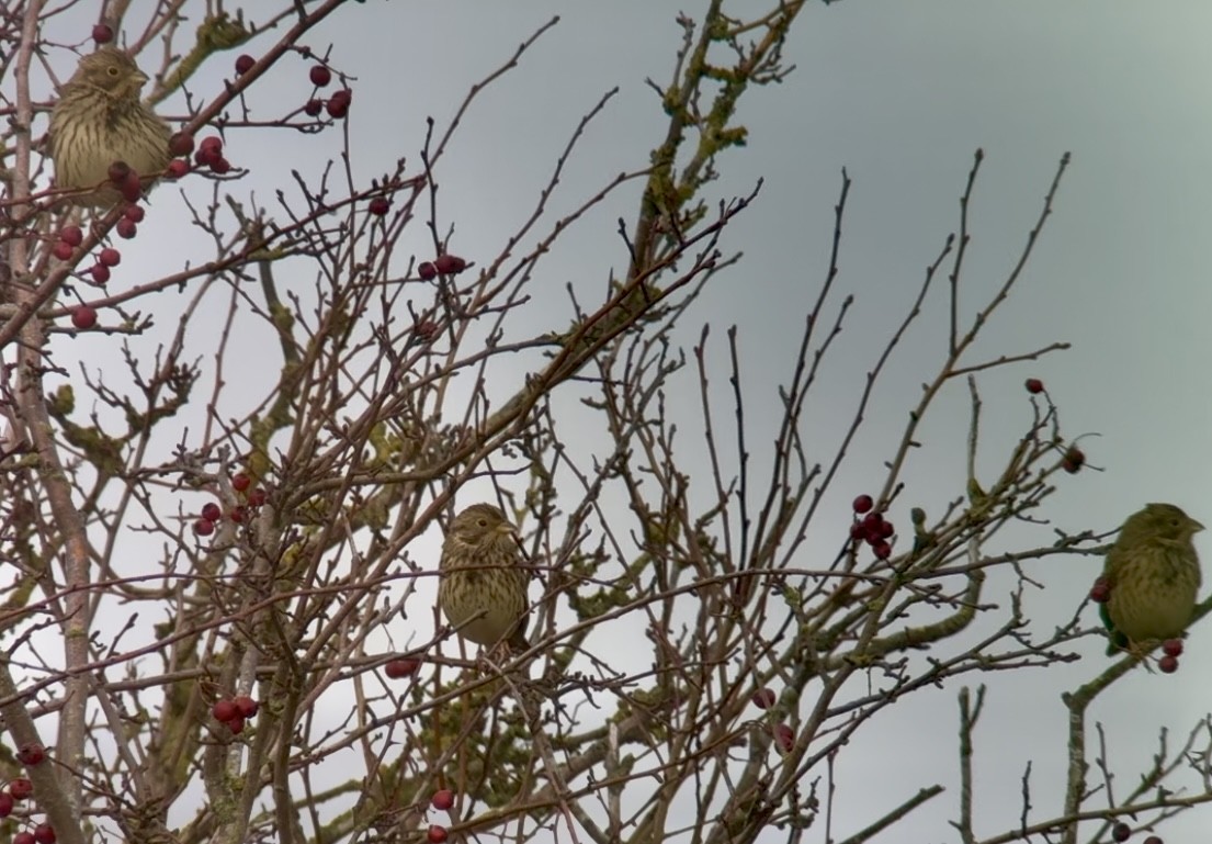 Corn Bunting - ML646736425