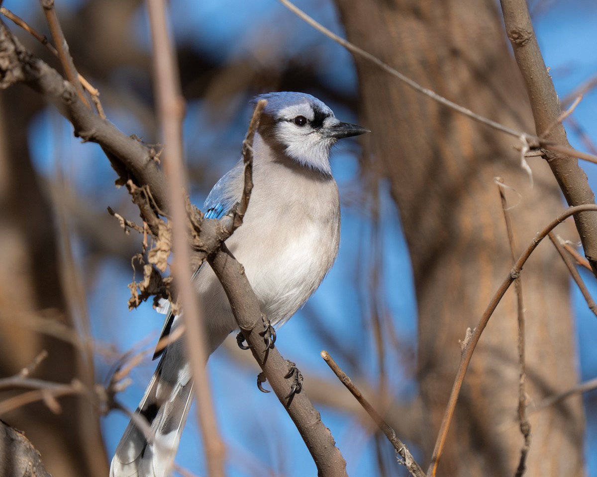 Blue Jay - ML646736432