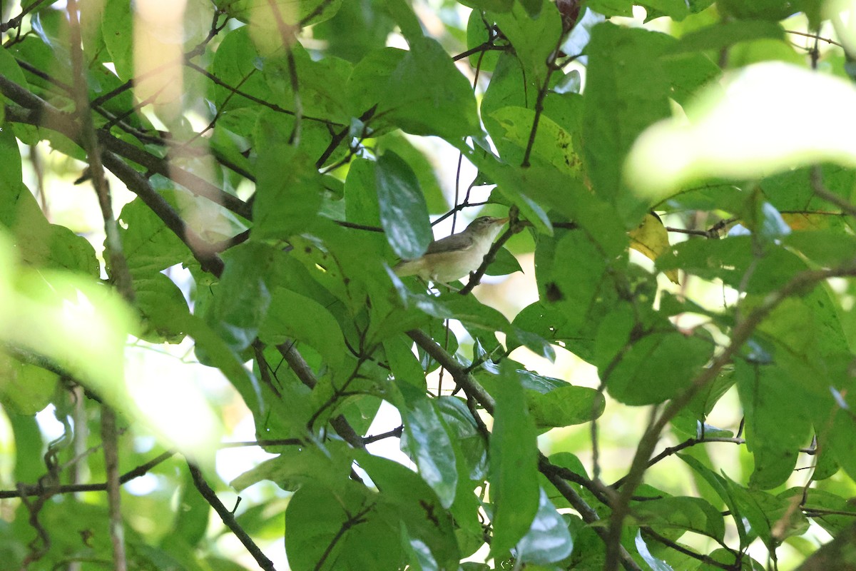 Greenish Warbler - ML646736433