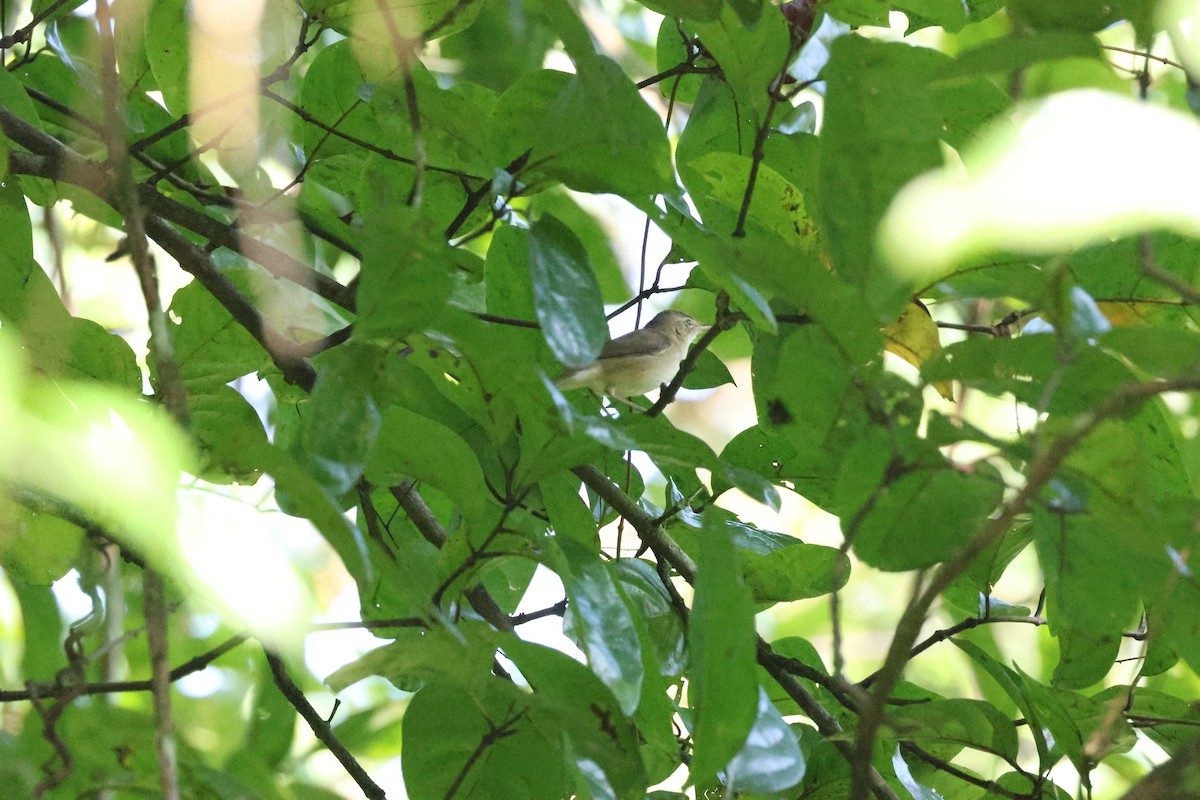 Greenish Warbler - ML646736434