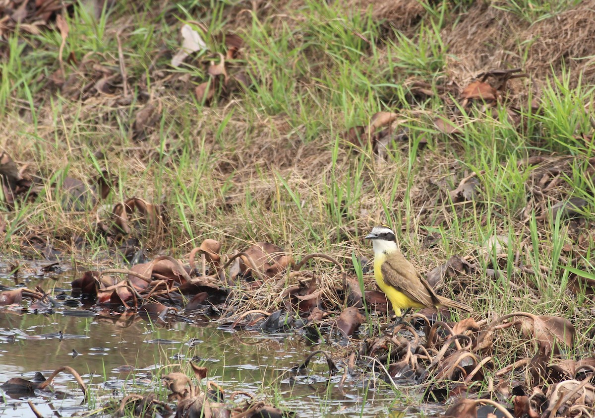 storkiskadi - ML646736436