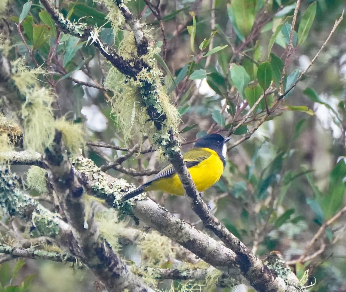 Golden Whistler - ML646736440