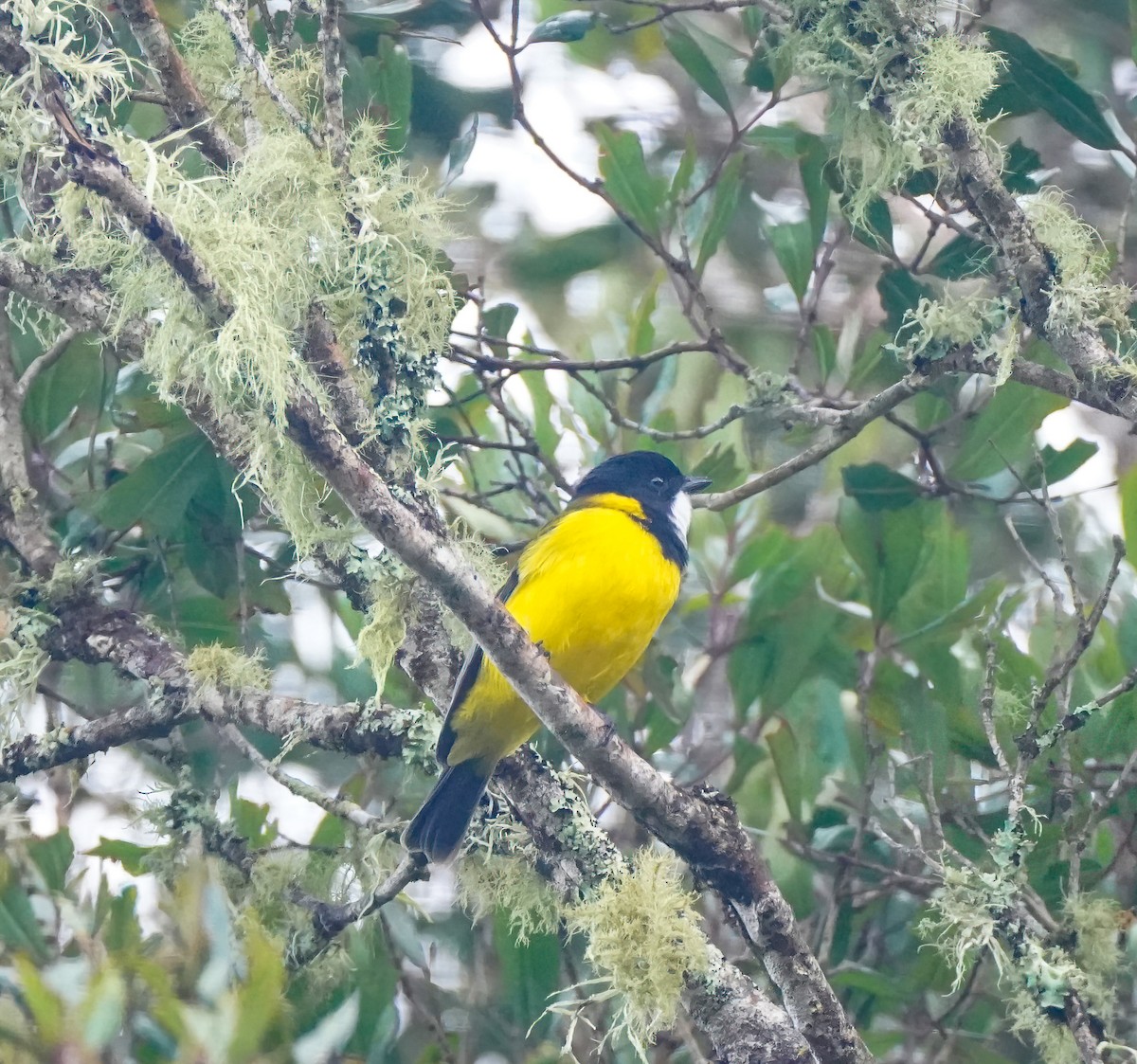 Golden Whistler - ML646736441