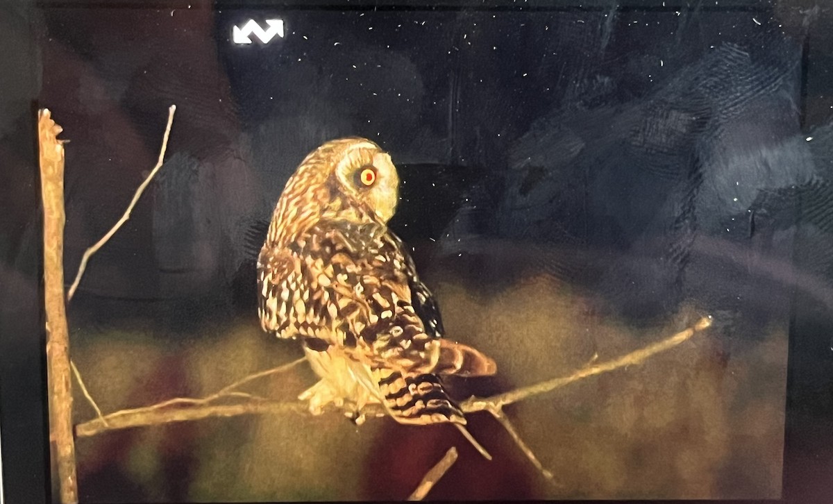 短耳鴞 - ML646736444