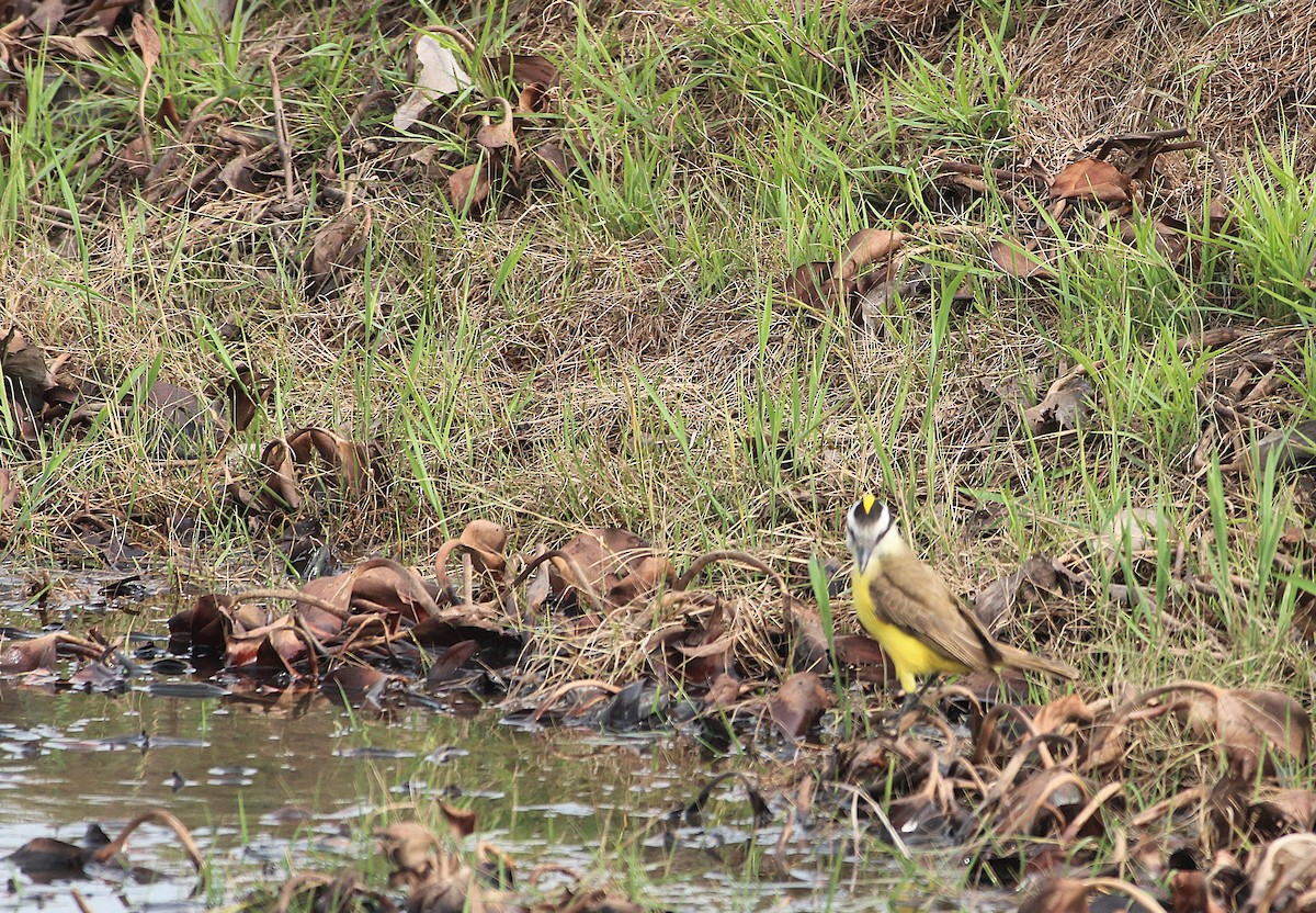 storkiskadi - ML646736445