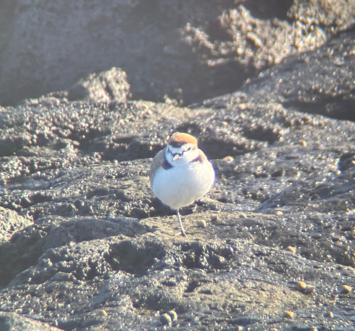 Kentish Plover - ML646736459