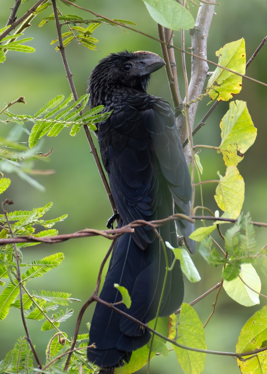 Smooth-billed Ani - ML646736464