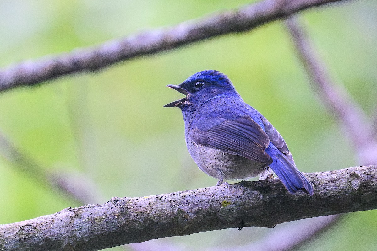 Small Niltava - ML646736465