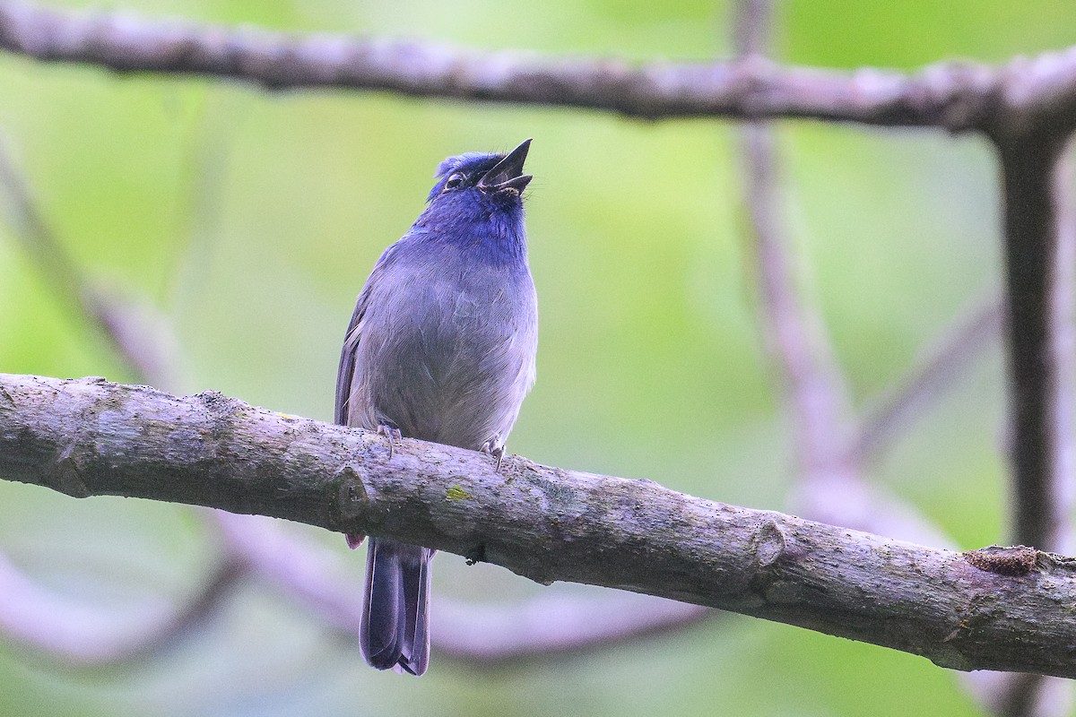 Small Niltava - ML646736466