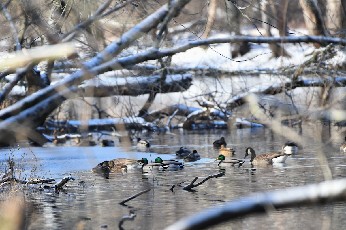 Mallard - ML646736470