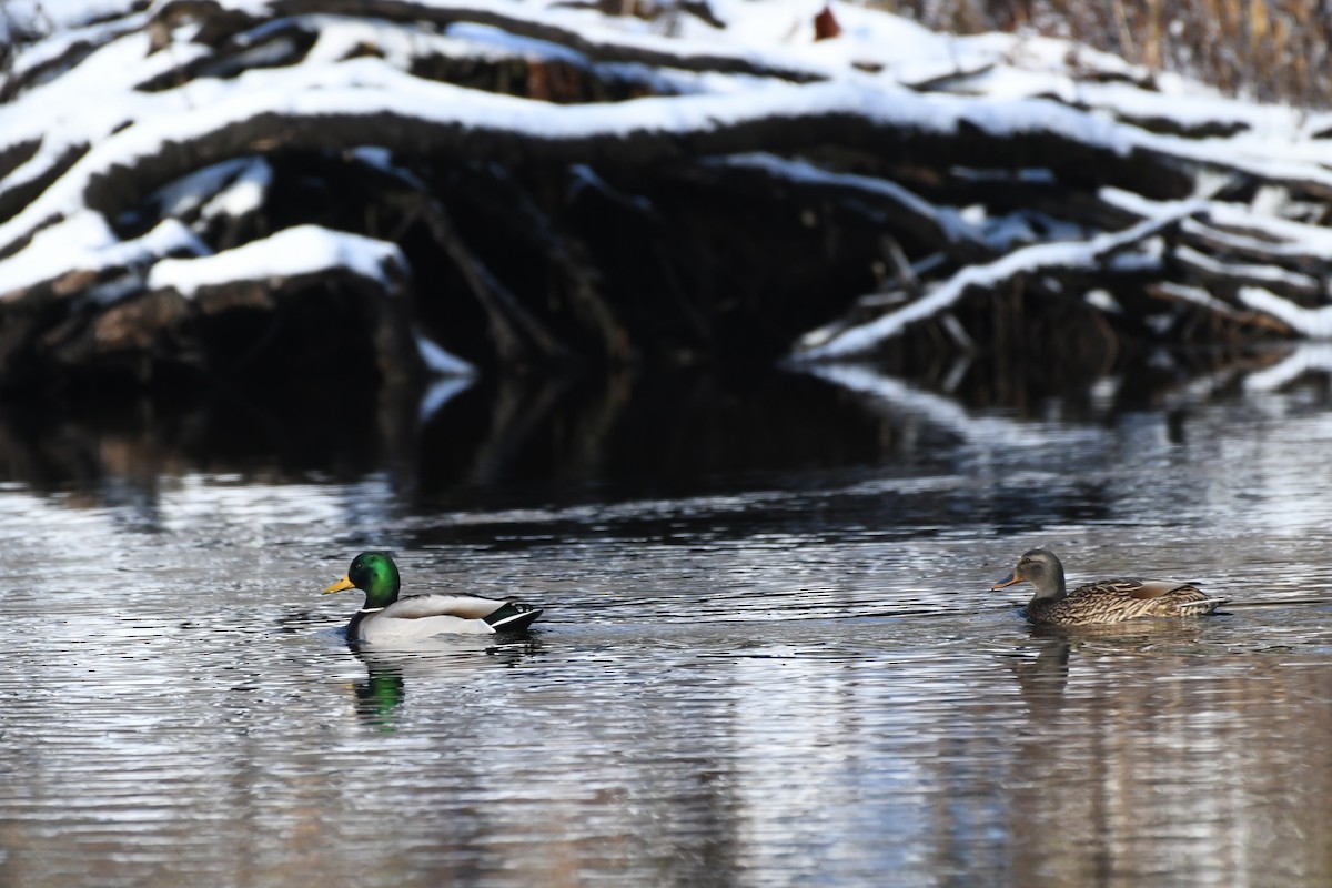 Mallard - ML646736471