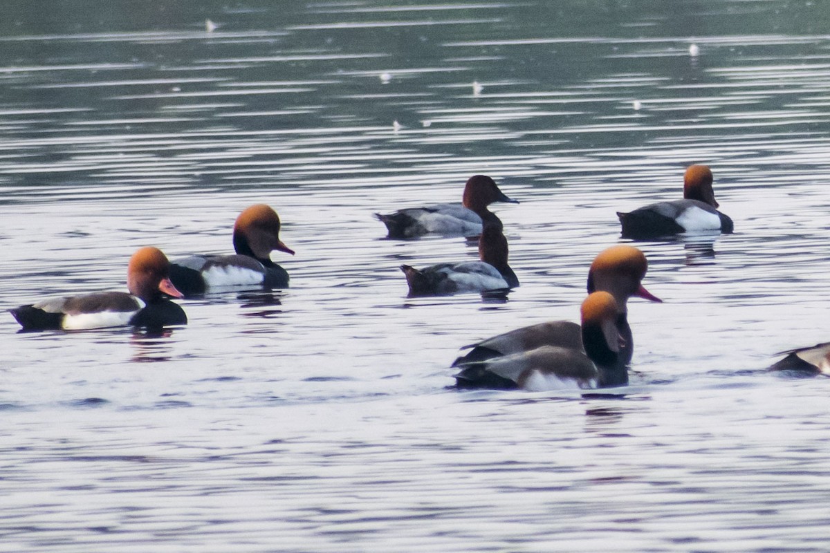 Common Pochard - ML646736472