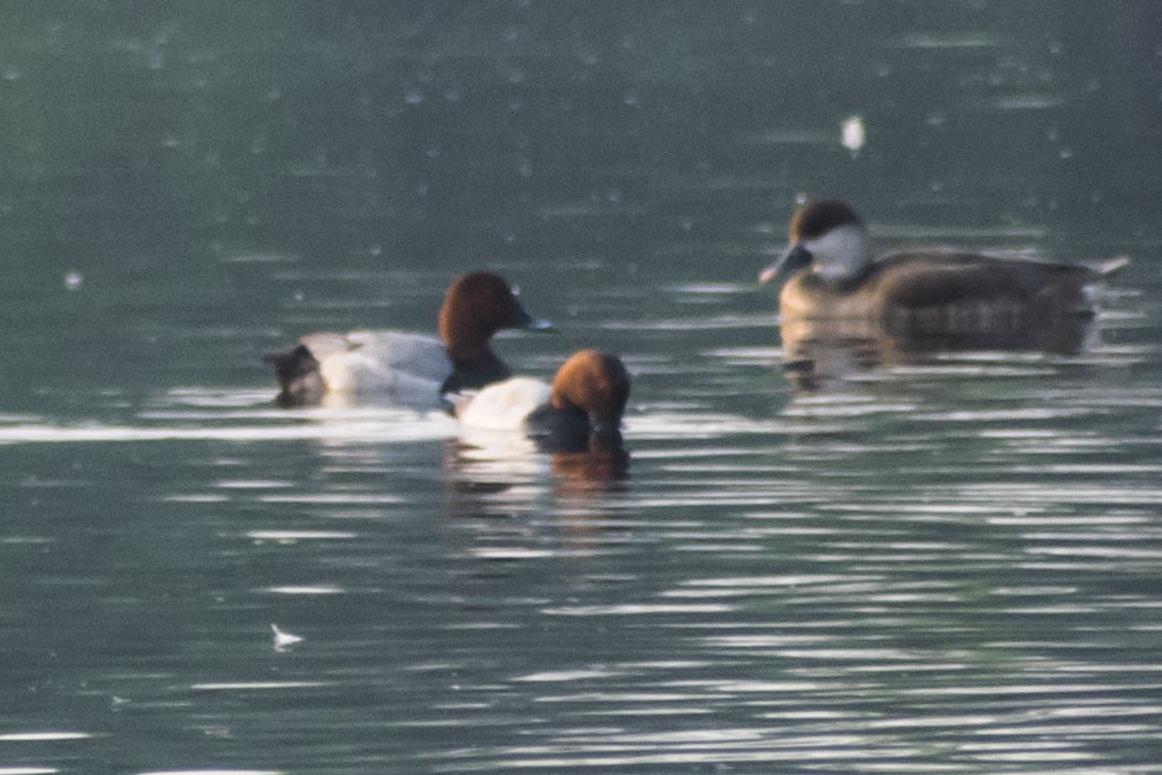 Common Pochard - ML646736473