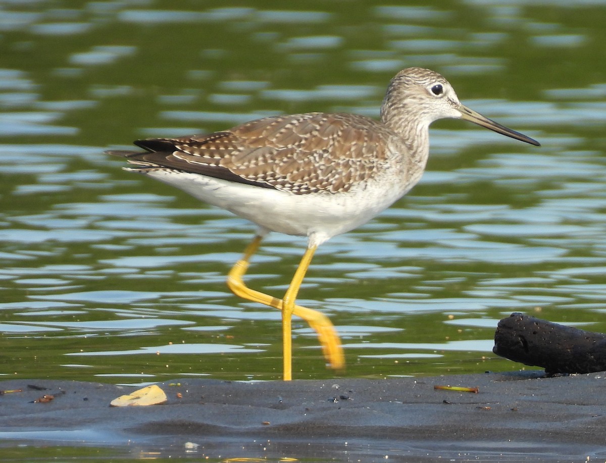 Greater Yellowlegs - ML646736474