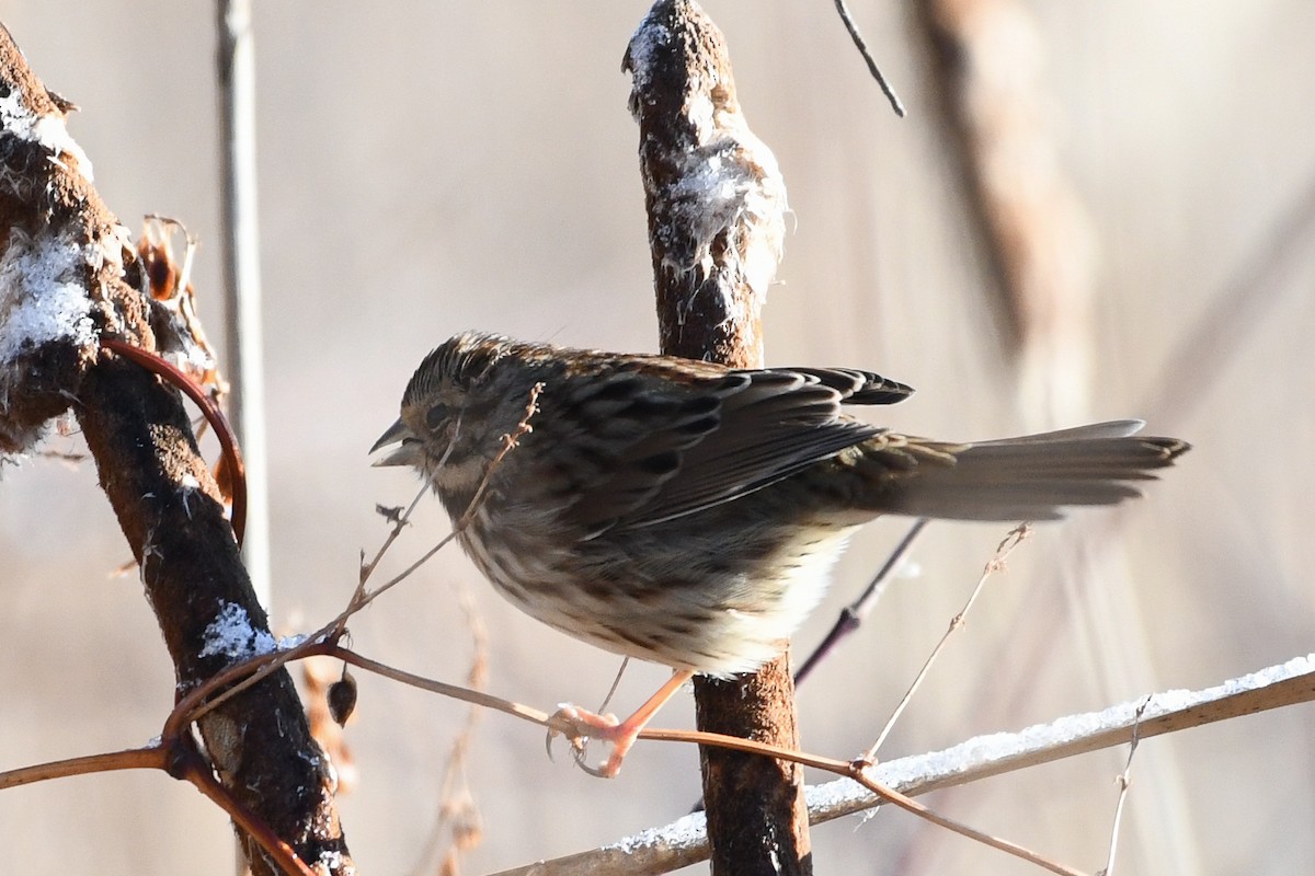 Song Sparrow - ML646736475