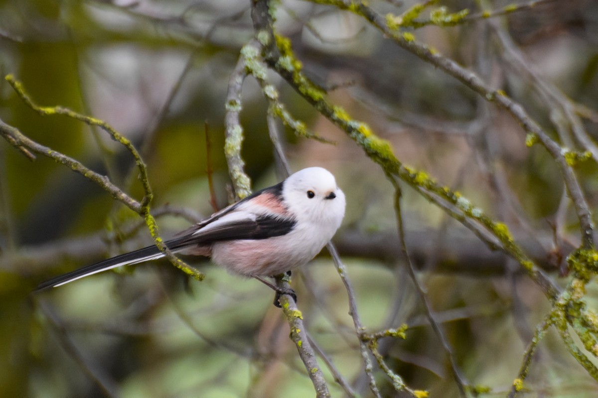 Buztanluze arrunta - ML646736476