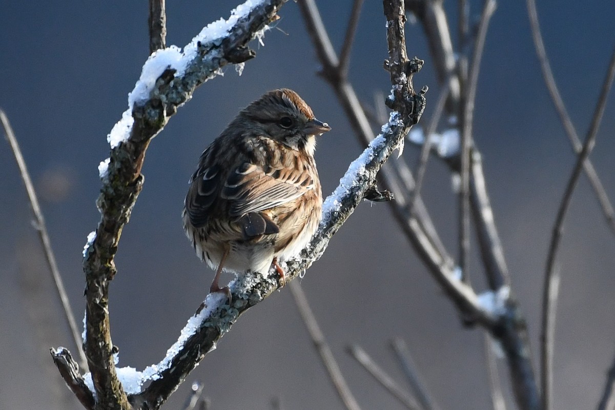 Song Sparrow - ML646736477