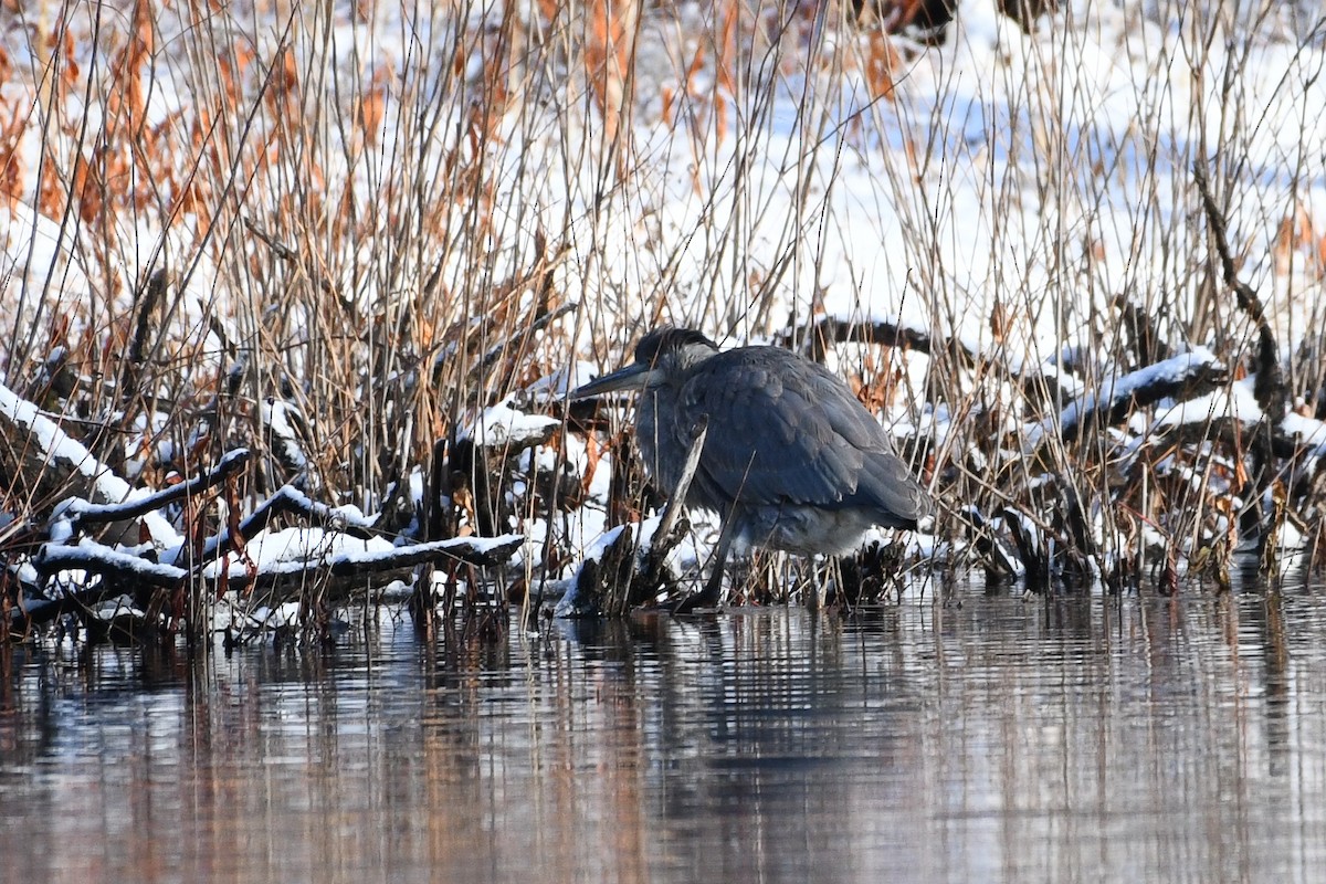 Great Blue Heron - ML646736478