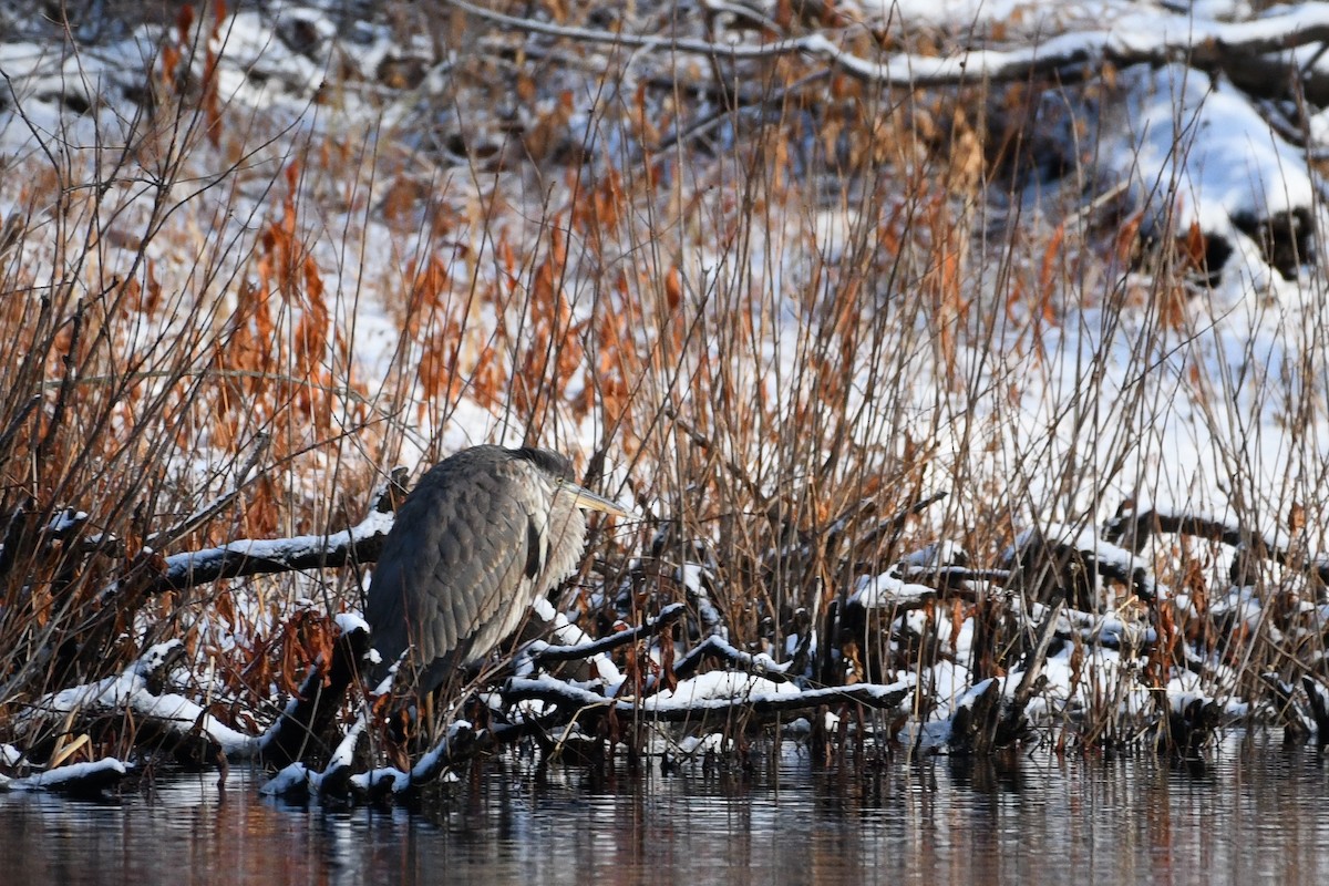 Great Blue Heron - ML646736479