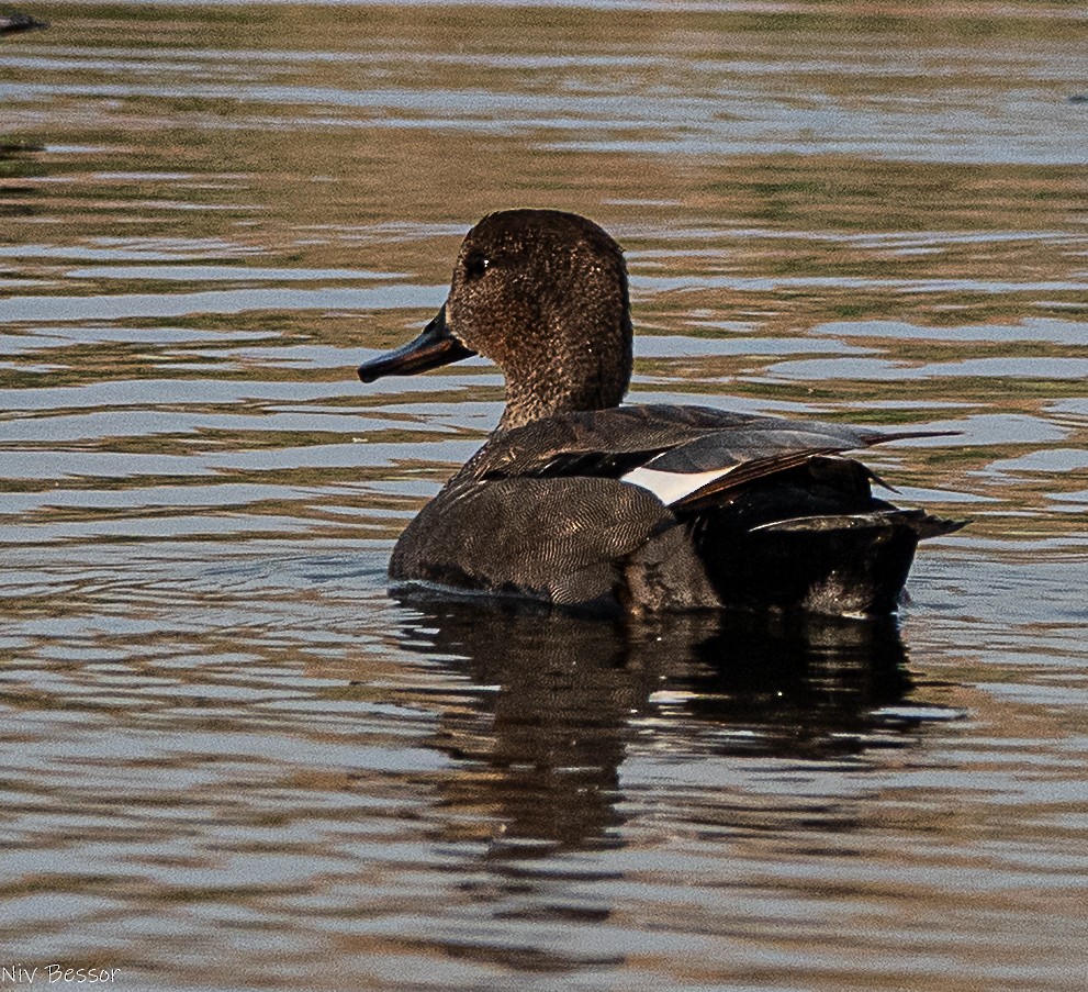 Gadwall (Common) - ML646736480