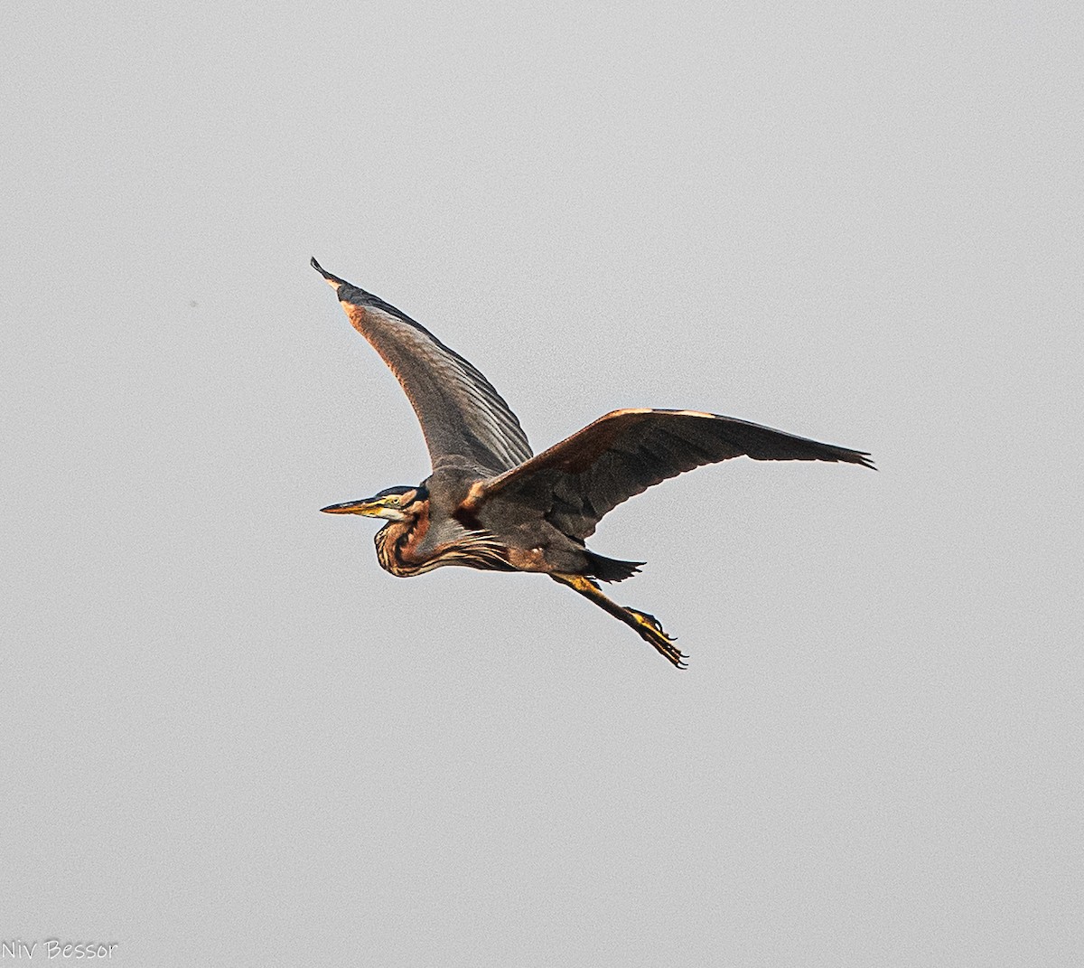 Purple Heron (Purple) - ML646736481