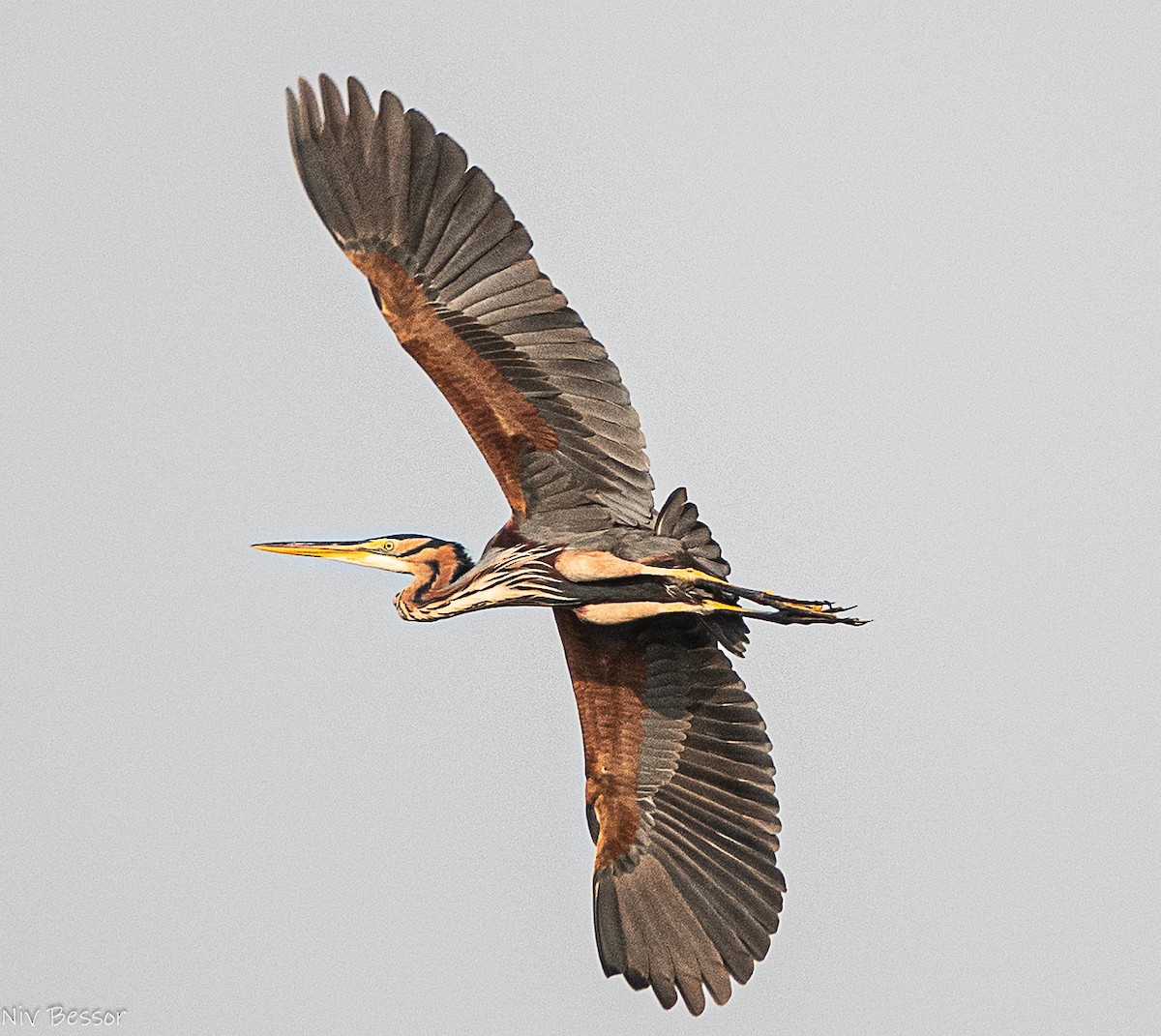 Purple Heron (Purple) - ML646736482