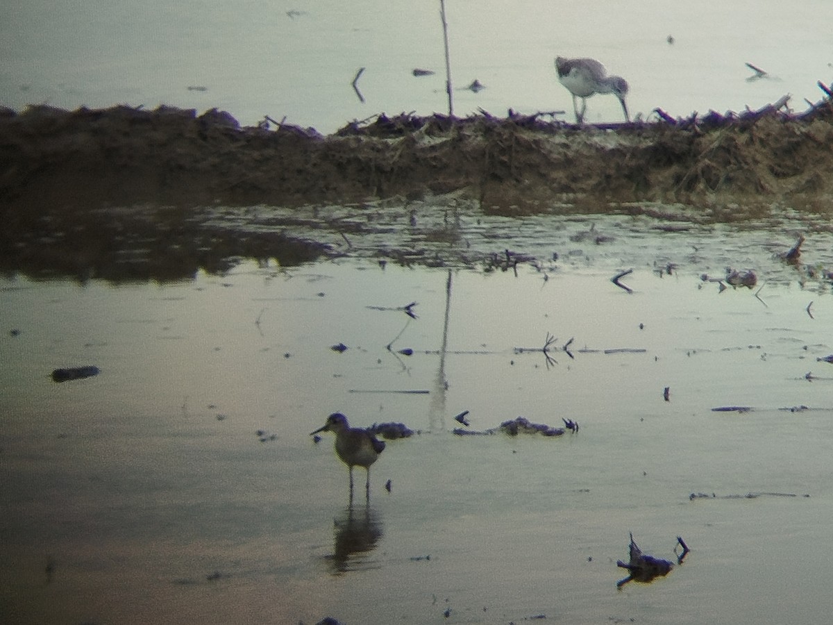 Wood Sandpiper - ML646736483