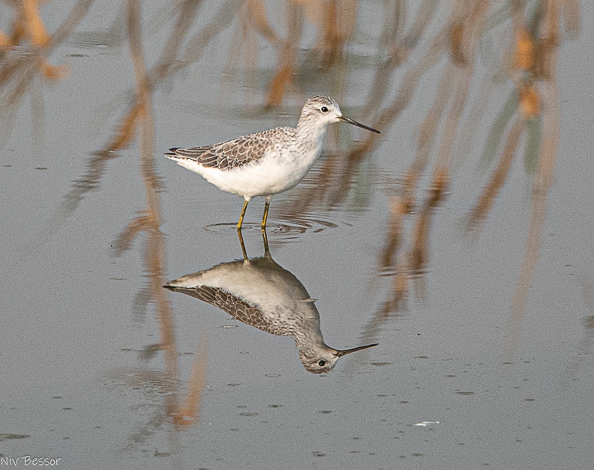 Gadwall (Common) - ML646736484