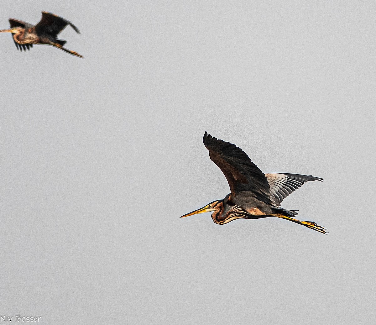 Purple Heron (Purple) - ML646736486