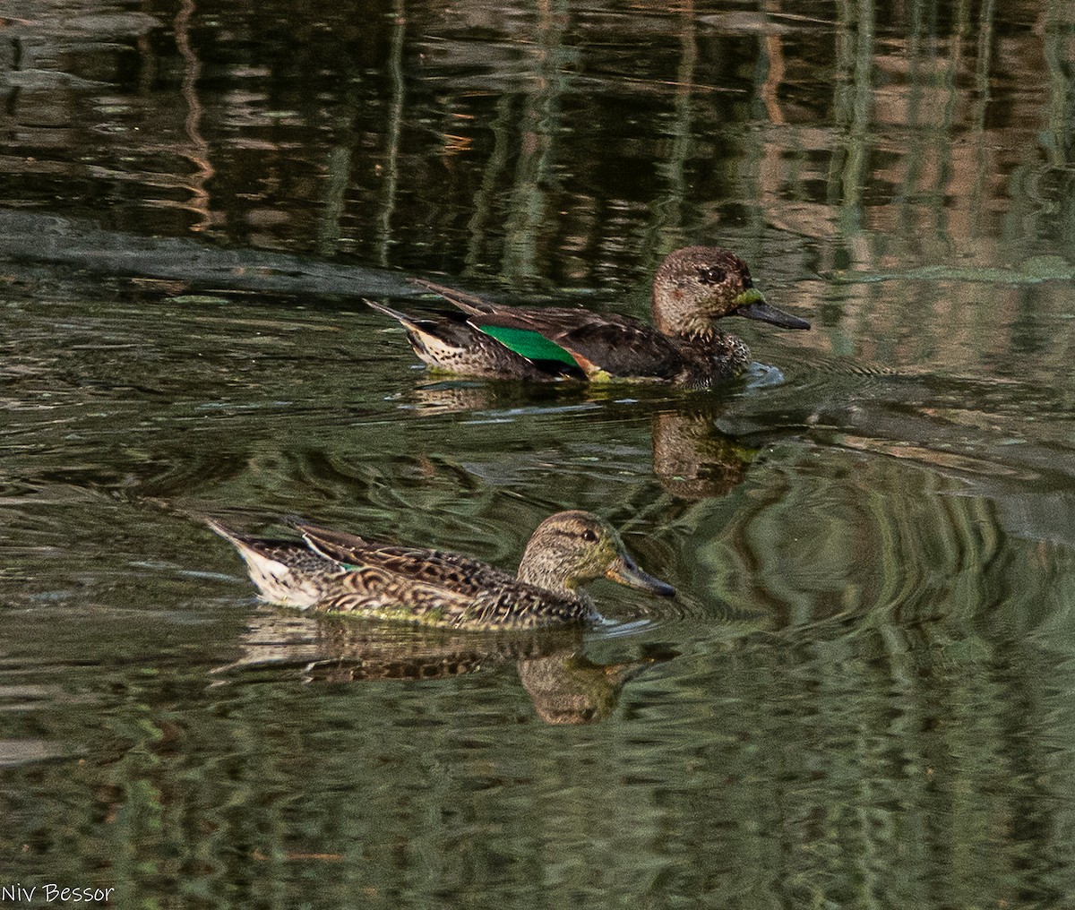 Gadwall (Common) - ML646736488