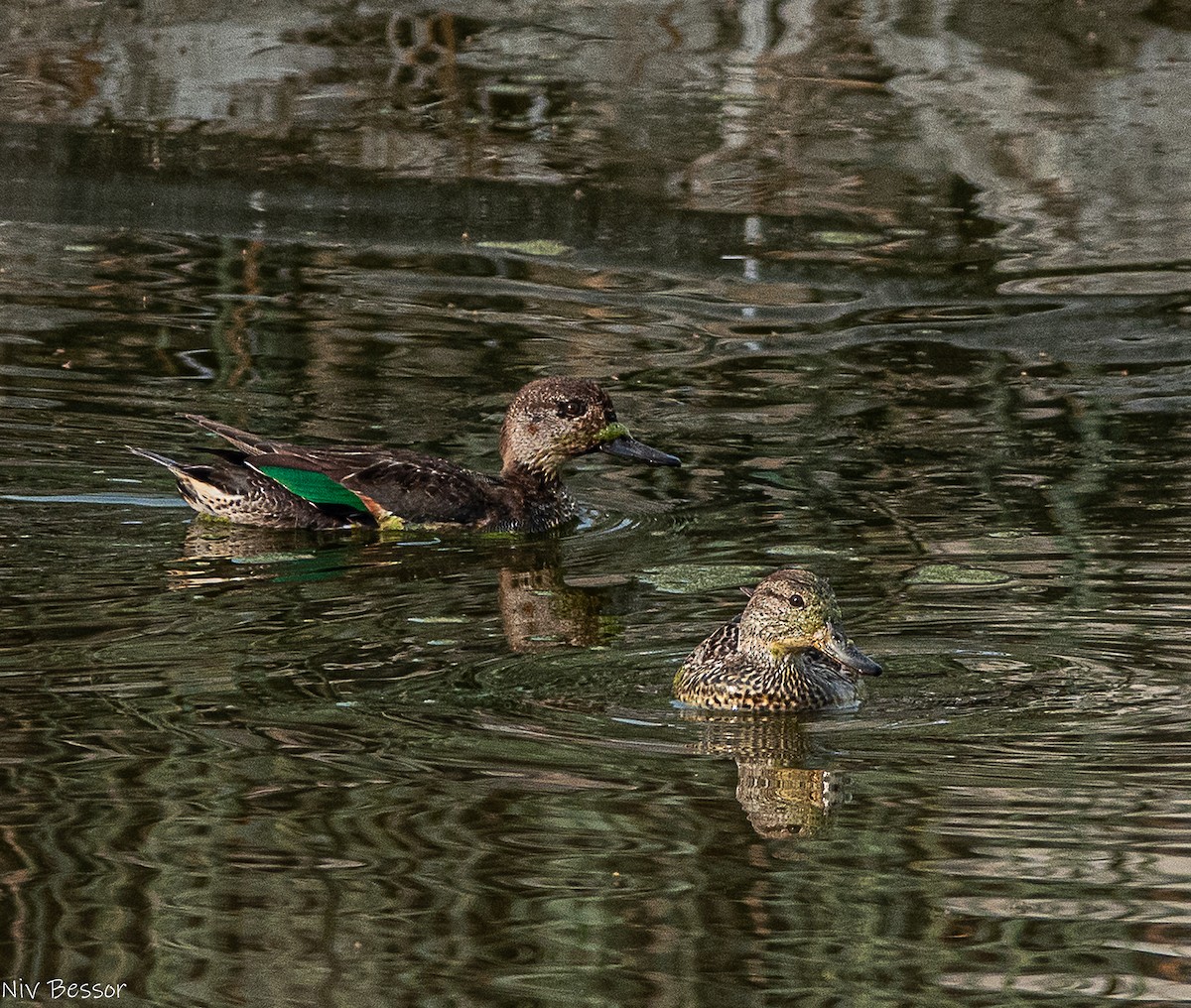 Gadwall (Common) - ML646736489